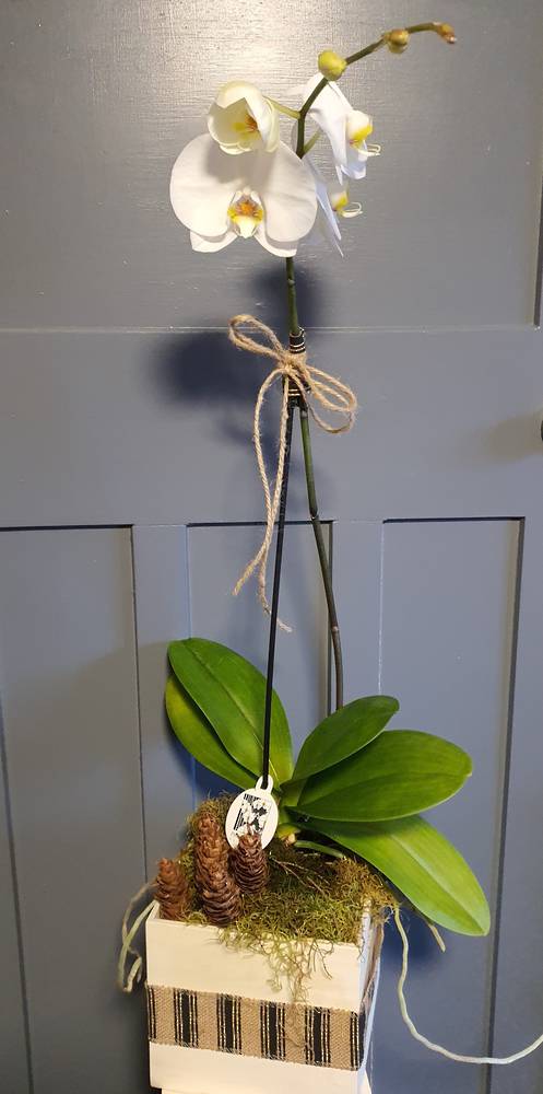 Phalaenopsis in Rustic Wooden Box and Natural Ribbon